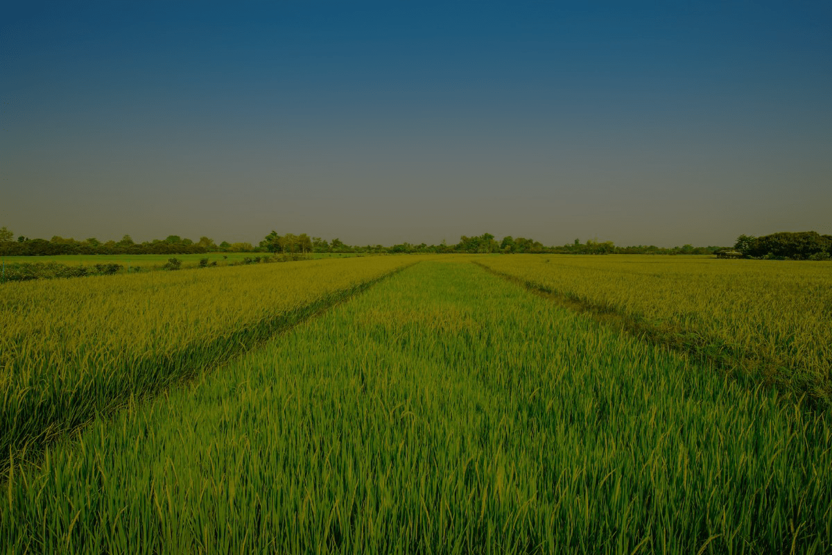 Rice - MKY Foods and More