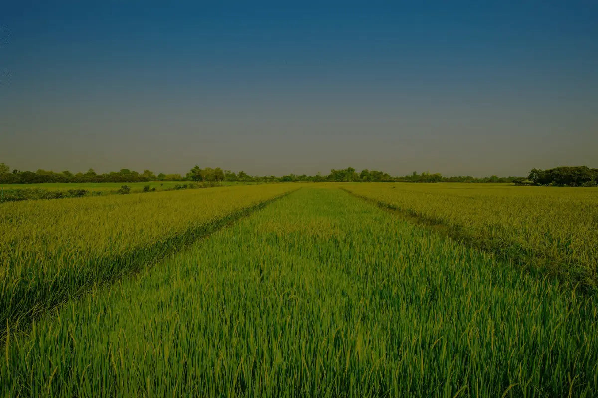 Rice - MKY Foods and More
