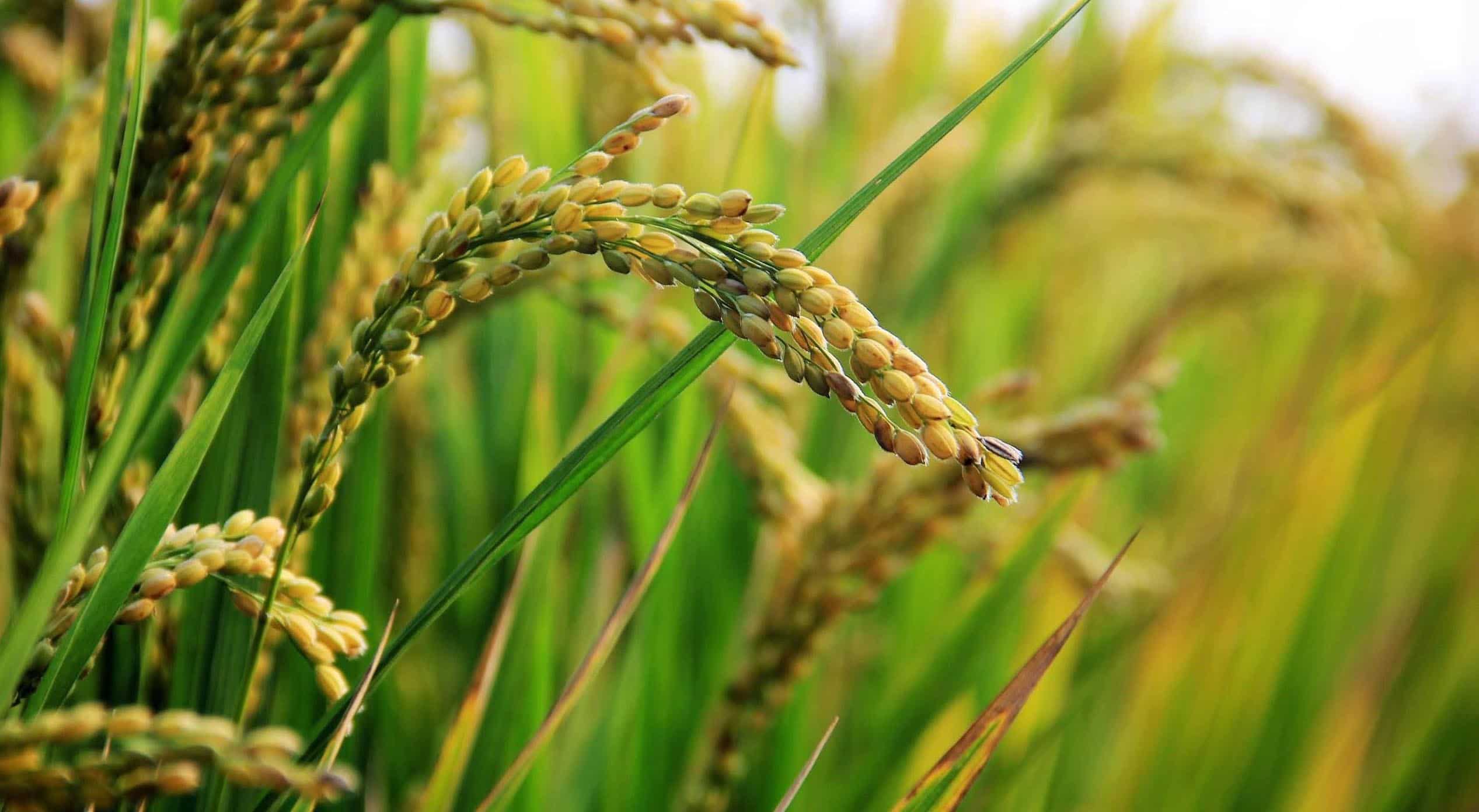 Rice plants mkyksa